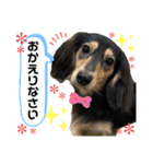 チョコ＆くるみ 可愛いダックスフント（個別スタンプ：8）