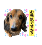 チョコ＆くるみ 可愛いダックスフント（個別スタンプ：10）