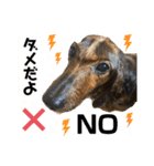 チョコ＆くるみ 可愛いダックスフント（個別スタンプ：11）