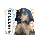 チョコ＆くるみ 可愛いダックスフント（個別スタンプ：13）