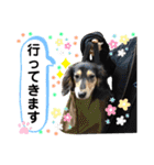 チョコ＆くるみ 可愛いダックスフント（個別スタンプ：14）