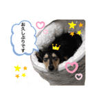 チョコ＆くるみ 可愛いダックスフント（個別スタンプ：18）