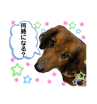 チョコ＆くるみ 可愛いダックスフント（個別スタンプ：21）