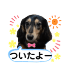 チョコ＆くるみ 可愛いダックスフント（個別スタンプ：24）