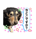 チョコ＆くるみ 可愛いダックスフント（個別スタンプ：27）