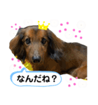 チョコ＆くるみ 可愛いダックスフント（個別スタンプ：31）