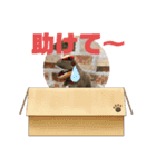 恐竜スタンプ第2弾（個別スタンプ：4）