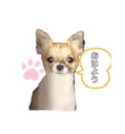 チワワのもも＆ティー（個別スタンプ：1）