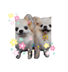 チワワのもも＆ティー（個別スタンプ：2）