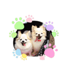 チワワのもも＆ティー（個別スタンプ：3）