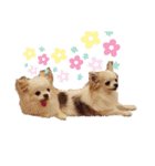 チワワのもも＆ティー（個別スタンプ：6）