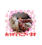 チワワのもも＆ティー（個別スタンプ：9）