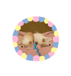 チワワのもも＆ティー（個別スタンプ：25）