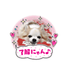 チワワのもも＆ティー（個別スタンプ：29）