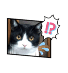 はちわれねこ。その2（個別スタンプ：3）