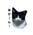 はちわれねこ。その2（個別スタンプ：4）