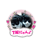 はちわれねこ。その2（個別スタンプ：5）