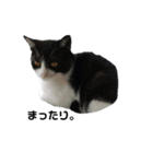 はちわれねこ。その2（個別スタンプ：6）