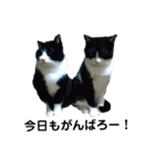 はちわれねこ。その2（個別スタンプ：7）