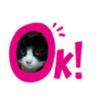 はちわれねこ。その2（個別スタンプ：8）