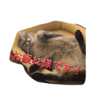 ニャンコの返事（個別スタンプ：1）