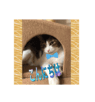 ニャンコの返事（個別スタンプ：6）