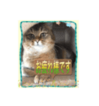 ニャンコの返事（個別スタンプ：7）