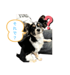 私の愛するパピチワさんと豆柴さんスタンプ（個別スタンプ：1）