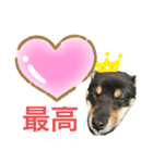 私の愛するパピチワさんと豆柴さんスタンプ（個別スタンプ：5）