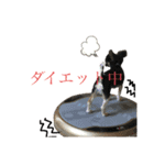 私の愛するパピチワさんと豆柴さんスタンプ（個別スタンプ：8）