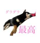 私の愛するパピチワさんと豆柴さんスタンプ（個別スタンプ：14）