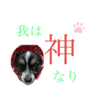 私の愛するパピチワさんと豆柴さんスタンプ（個別スタンプ：15）