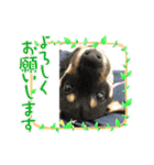 私の愛するパピチワさんと豆柴さんスタンプ（個別スタンプ：16）