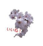 お花だよ✨ 2（個別スタンプ：1）