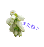 お花だよ✨ 2（個別スタンプ：4）