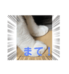 ジョイにゃんこ（個別スタンプ：3）