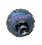 ジョイにゃんこ（個別スタンプ：4）