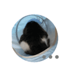 ジョイにゃんこ（個別スタンプ：5）