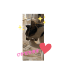 ジョイにゃんこ（個別スタンプ：8）