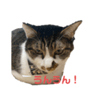 ジョイにゃんこ（個別スタンプ：10）