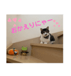 ジョイにゃんこ（個別スタンプ：12）