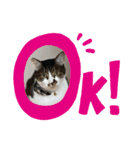 ジョイにゃんこ（個別スタンプ：13）