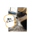 ジョイにゃんこ（個別スタンプ：15）