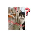 ジョイにゃんこ（個別スタンプ：16）