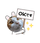 オリにゃんこ（個別スタンプ：2）