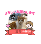 オリにゃんこ（個別スタンプ：3）
