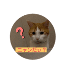 オリにゃんこ（個別スタンプ：4）