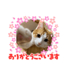 オリにゃんこ（個別スタンプ：7）