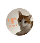 オリにゃんこ（個別スタンプ：9）