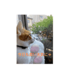 オリにゃんこ（個別スタンプ：10）